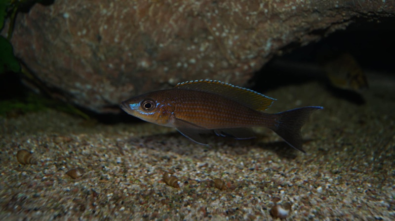 Paracyprichromis brieni 'Milima Island'
